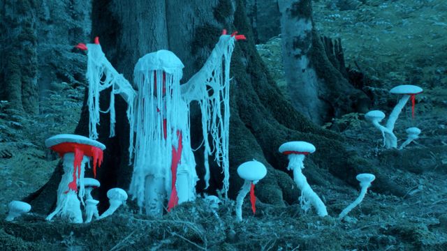 Fairy Ring